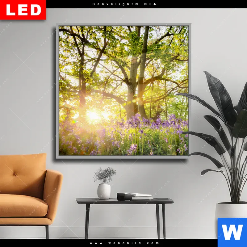 Wechselmotiv Acrylglas Canvalight® DIA | Frühlingserwachen zwischen Bäumen | Quadrat