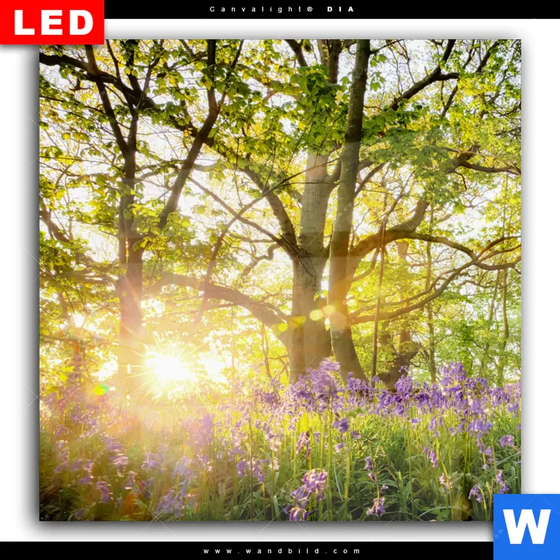 Wechselmotiv Acrylglas Canvalight® DIA | Frühlingserwachen zwischen Bäumen | Quadrat