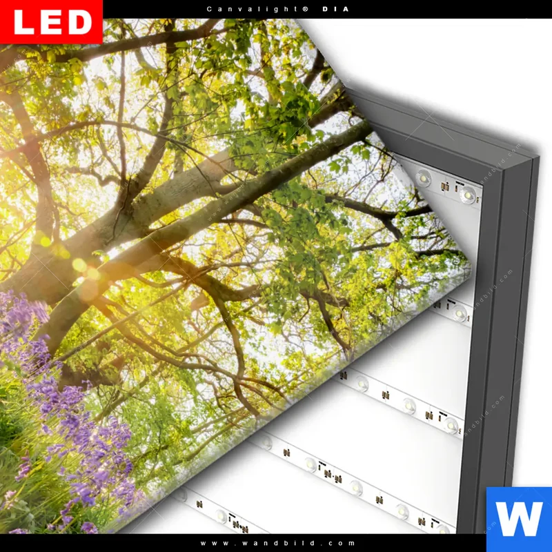 Wechselmotiv Acrylglas Canvalight® DIA | Frühlingserwachen zwischen Bäumen | Quadrat