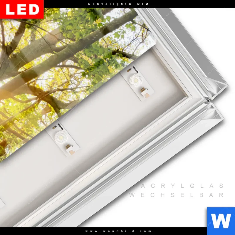 Leuchtbild Acrylglas Canvalight® DIA | Frühlingserwachen zwischen Bäumen | Hochformat