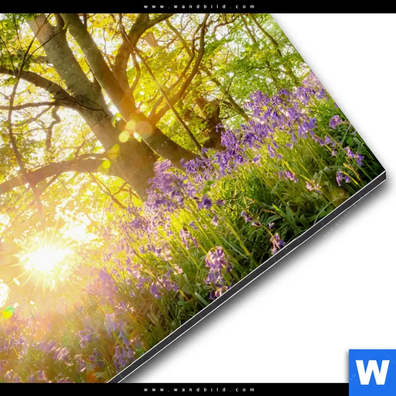 Alu-Dibond Bild | Frühlingserwachen zwischen Bäumen | Quadrat