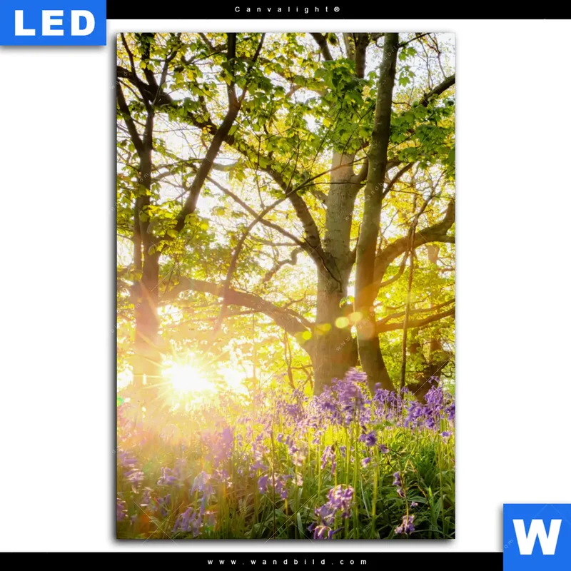 Canvalight® Leuchtbild | Frühlingserwachen zwischen Bäumen | Hochformat