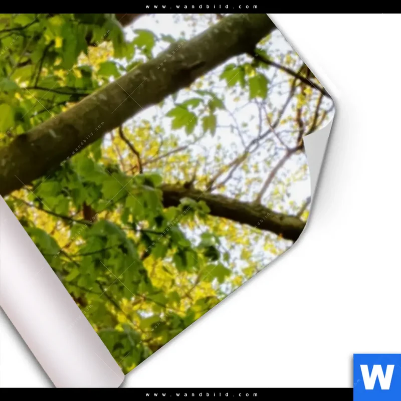 Poster | Frühlingserwachen zwischen Bäumen | Schmal