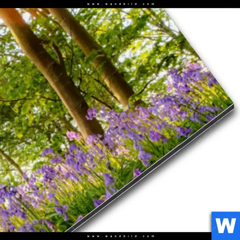 Alu-Dibond Bild | Frühlingserwachen zwischen Bäumen | Panorama