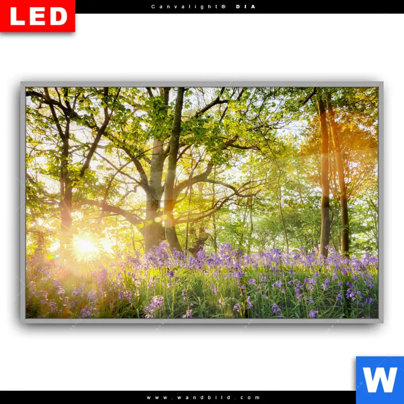 Leuchtbild Acrylglas Canvalight® DIA | Frühlingserwachen zwischen Bäumen | Querformat