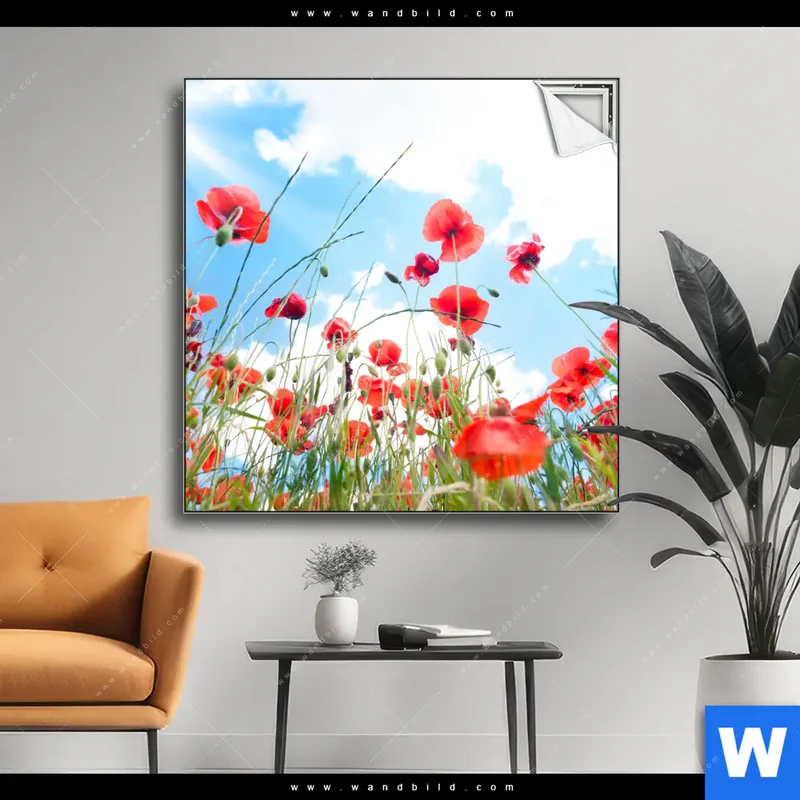 Spannbild | Mohnblüten unter sommerlichem Himmel | Quadrat