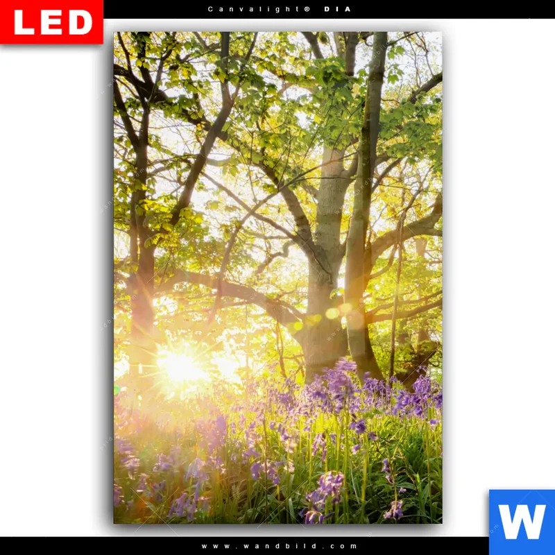 Wechselmotiv Acrylglas Canvalight® DIA | Frühlingserwachen zwischen Bäumen | Hochformat