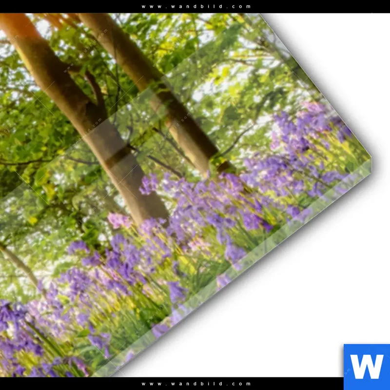 Acrylglasbild | Frühlingserwachen zwischen Bäumen | Panorama