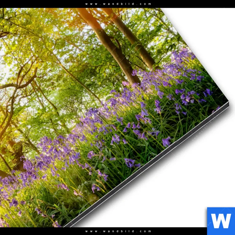 Alu-Dibond Bild | Frühlingserwachen zwischen Bäumen | Querformat