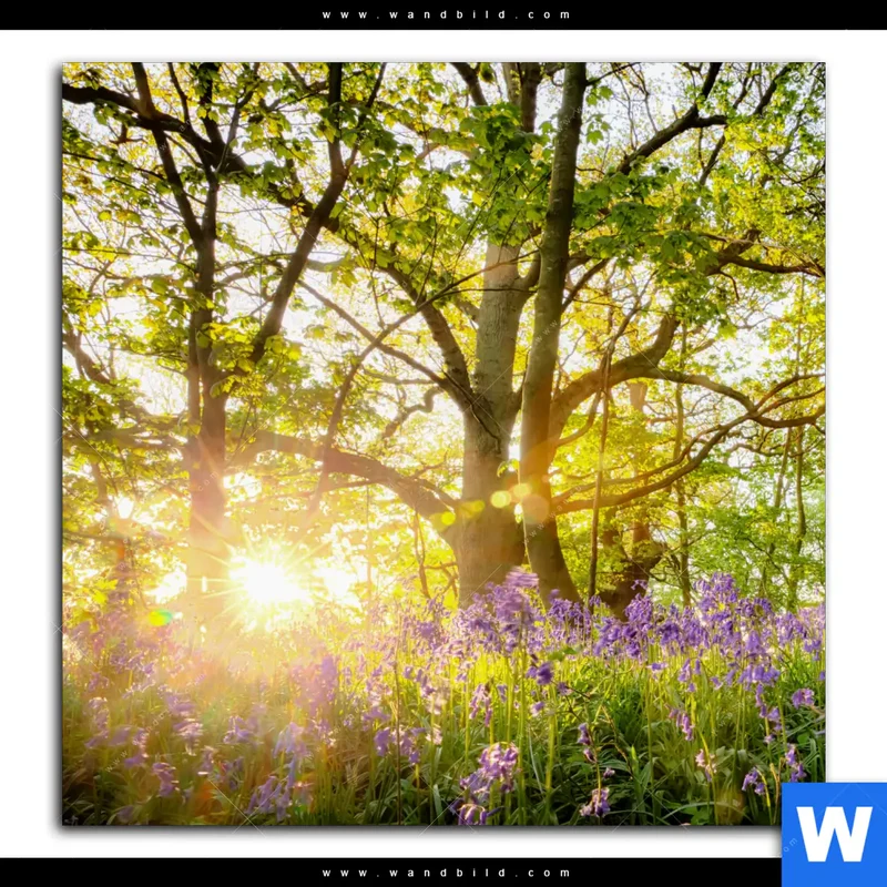 Poster | Frühlingserwachen zwischen Bäumen | Quadrat