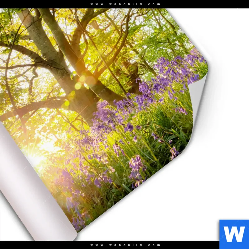 Poster | Frühlingserwachen zwischen Bäumen | Quadrat