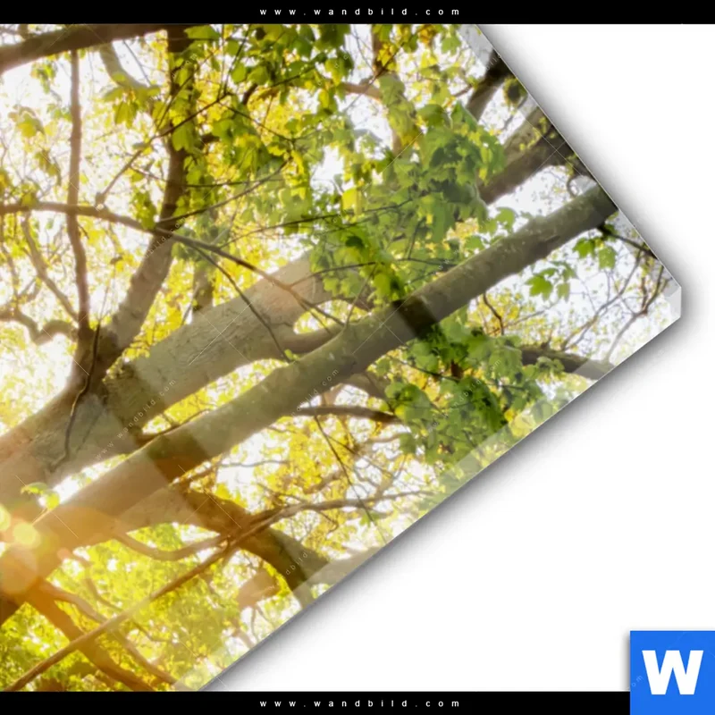Acrylglasbild | Frühlingserwachen zwischen Bäumen | Hochformat
