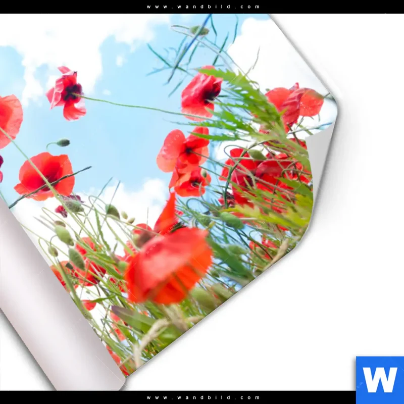 Poster | Mohnblüten unter sommerlichem Himmel | Querformat