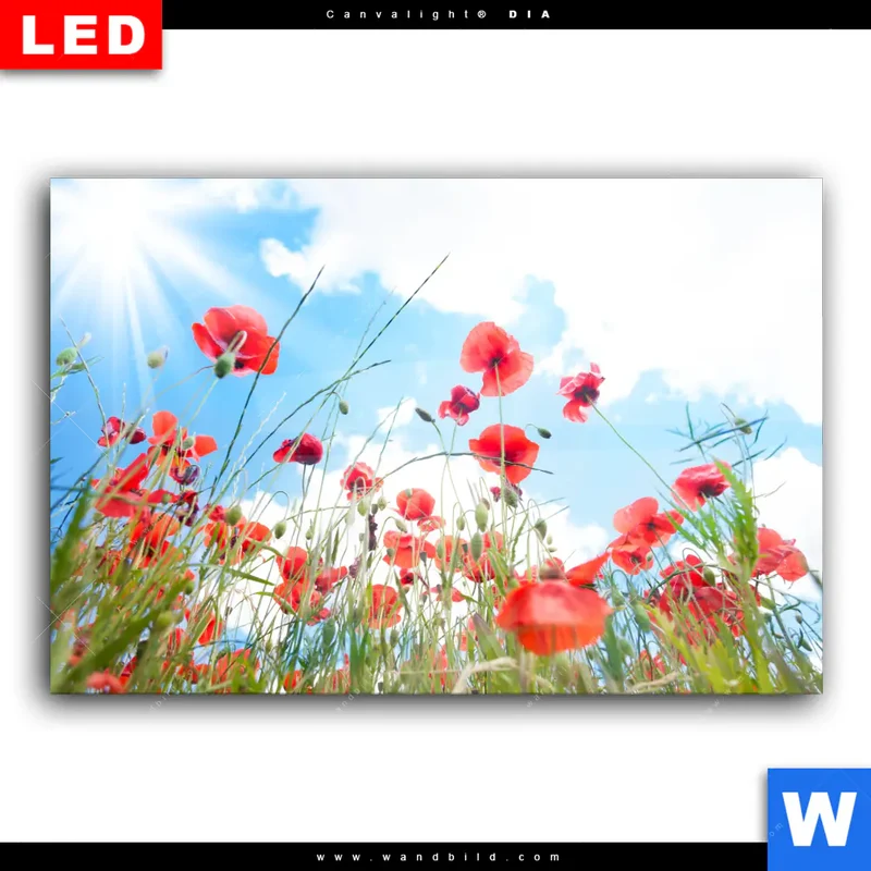 Wechselmotiv Acrylglas Canvalight® DIA | Mohnblüten unter sommerlichem Himmel | Querformat