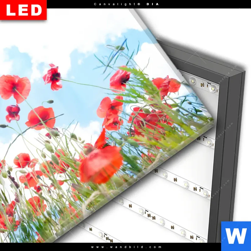 Wechselmotiv Acrylglas Canvalight® DIA | Mohnblüten unter sommerlichem Himmel | Querformat