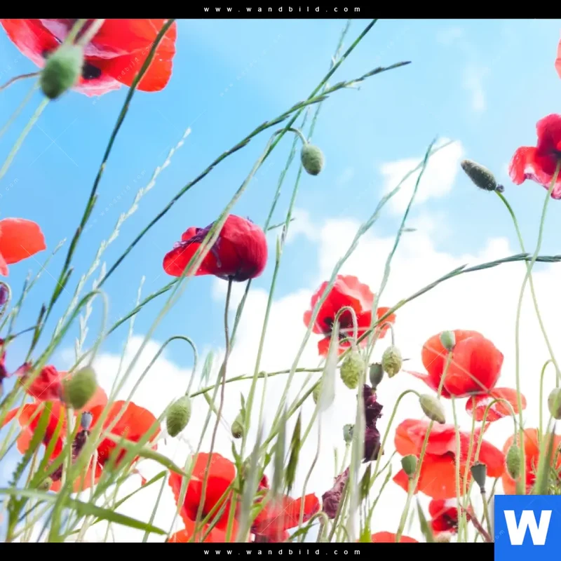 Leinwandbild | Mohnblüten unter sommerlichem Himmel | Hochformat