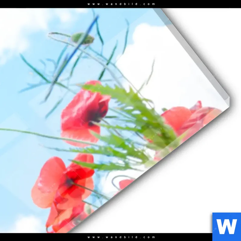 Acrylglasbild | Mohnblüten unter sommerlichem Himmel | Panorama