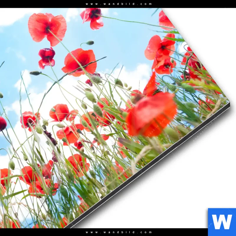 Alu-Dibond Bild | Mohnblüten unter sommerlichem Himmel | Quadrat