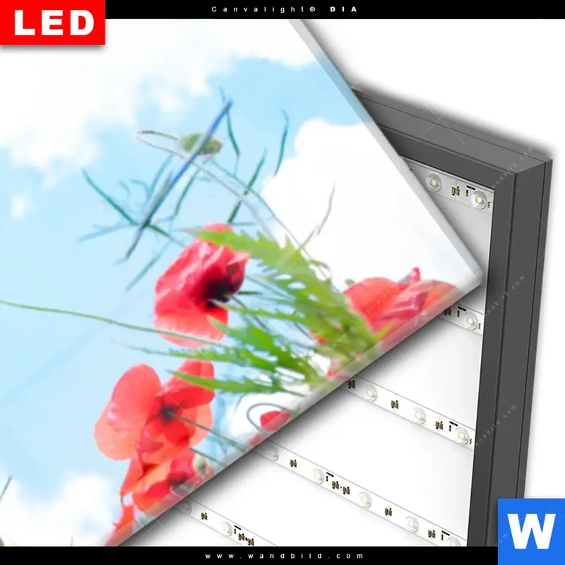 Wechselmotiv Acrylglas Canvalight® DIA | Mohnblüten unter sommerlichem Himmel | Panorama
