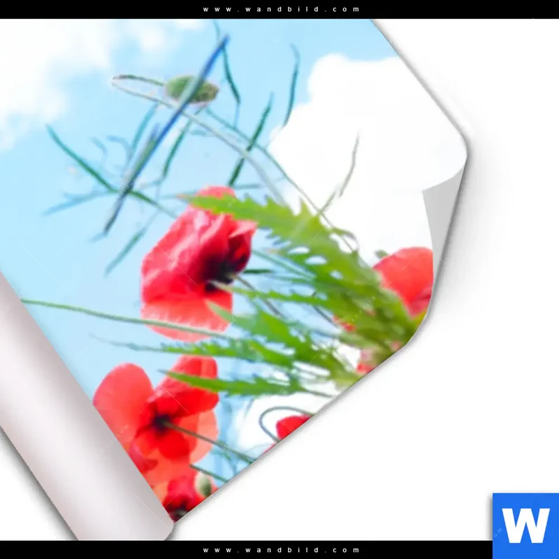 Poster | Mohnblüten unter sommerlichem Himmel | Panorama