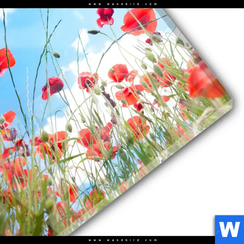 Acrylglasbild | Mohnblüten unter sommerlichem Himmel | Rund