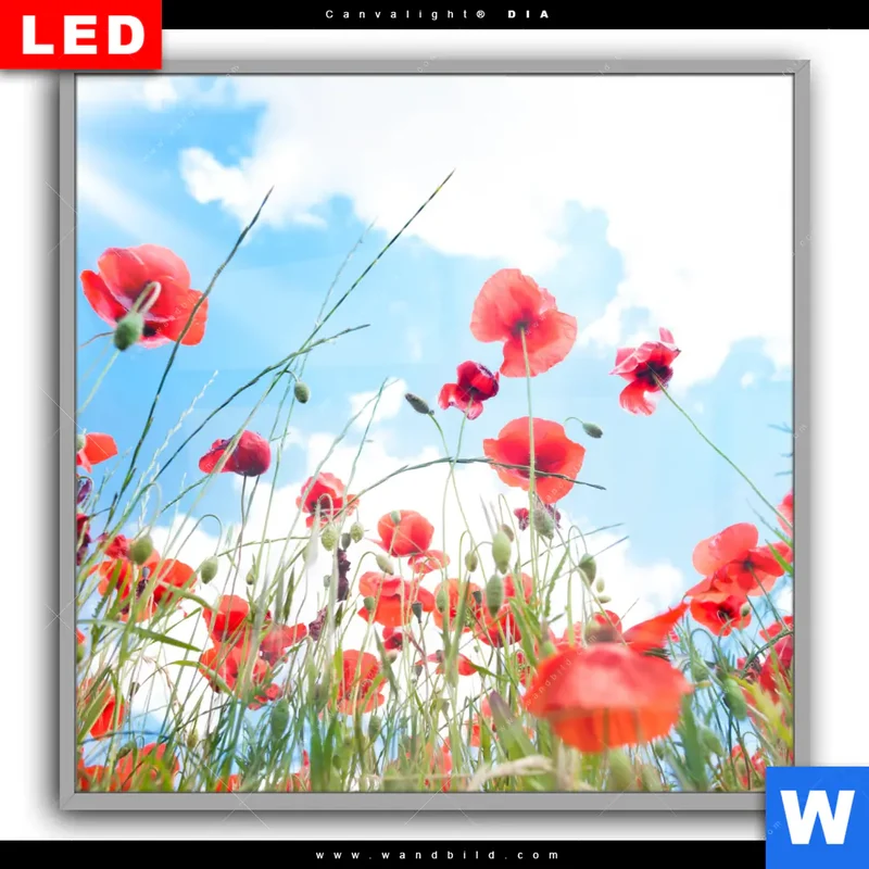 Leuchtbild Acrylglas Canvalight® DIA | Mohnblüten unter sommerlichem Himmel | Quadrat