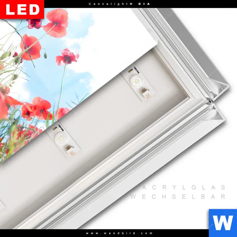 Leuchtbild Acrylglas Canvalight® DIA | Mohnblüten unter sommerlichem Himmel | Quadrat