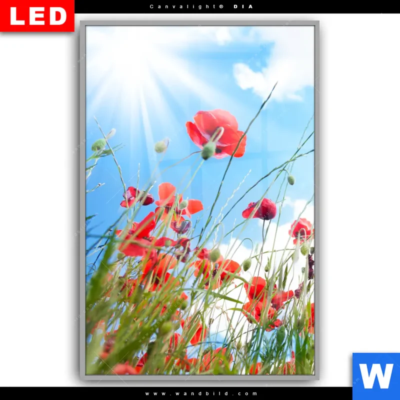Leuchtbild Acrylglas Canvalight® DIA | Mohnblüten unter sommerlichem Himmel | Hochformat