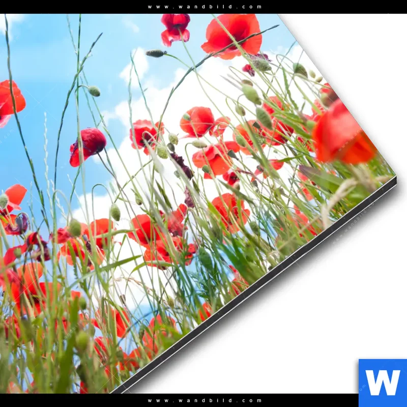 Alu-Dibond Bild | Mohnblüten unter sommerlichem Himmel | Rund