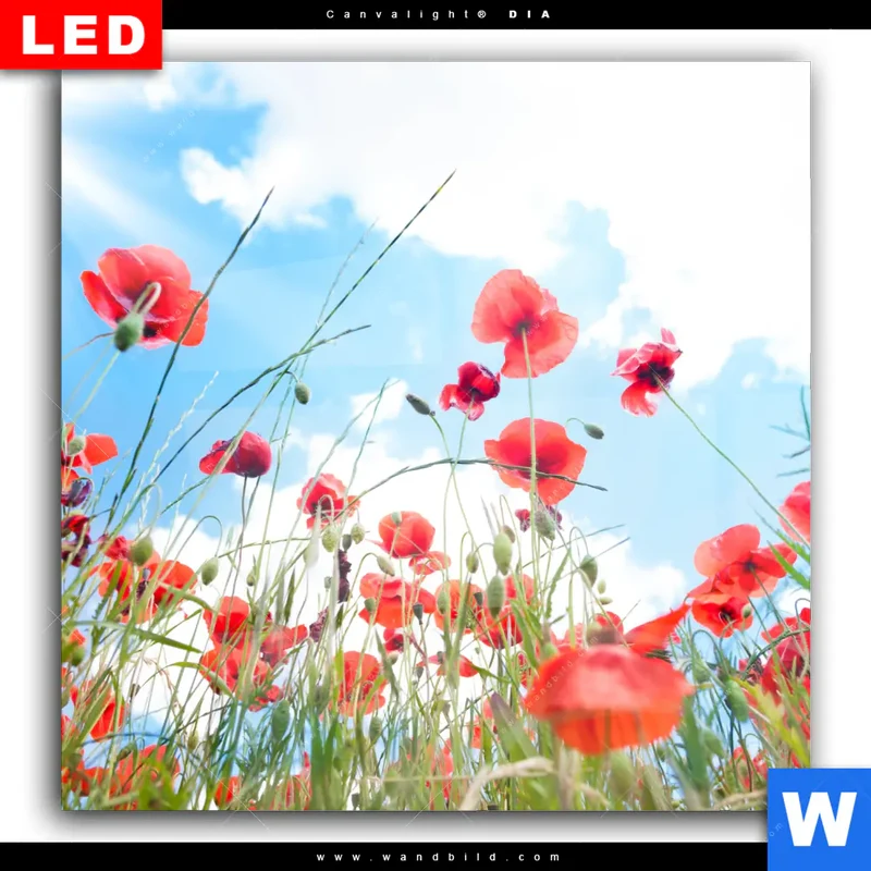Wechselmotiv Acrylglas Canvalight® DIA | Mohnblüten unter sommerlichem Himmel | Quadrat