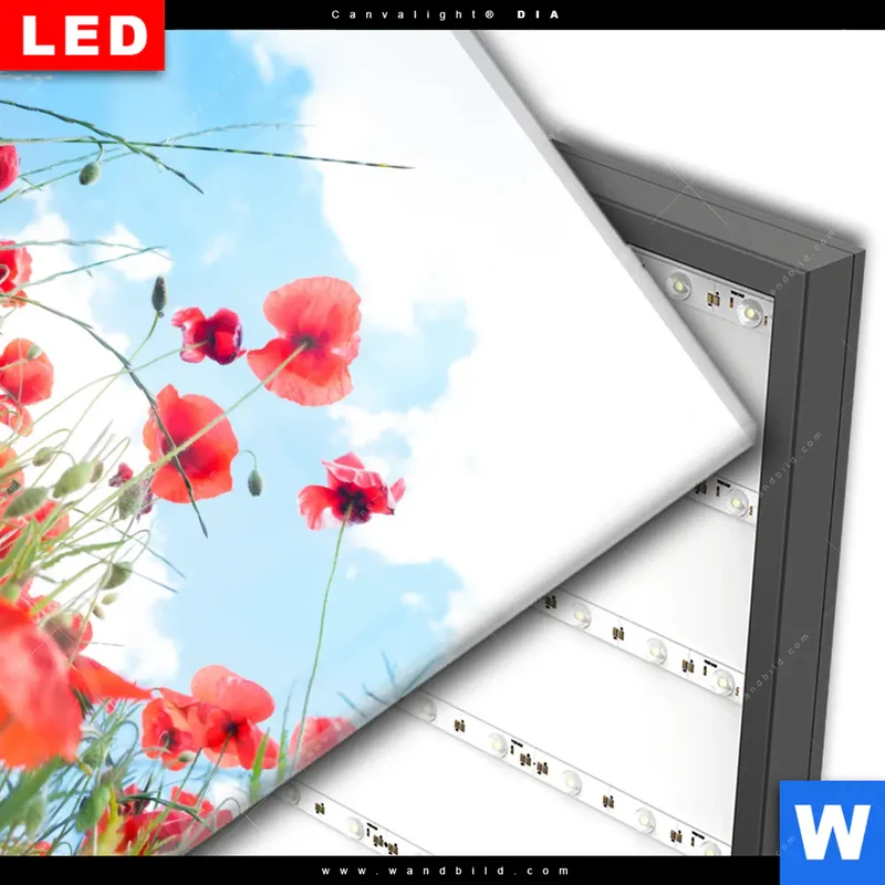 Wechselmotiv Acrylglas Canvalight® DIA | Mohnblüten unter sommerlichem Himmel | Quadrat