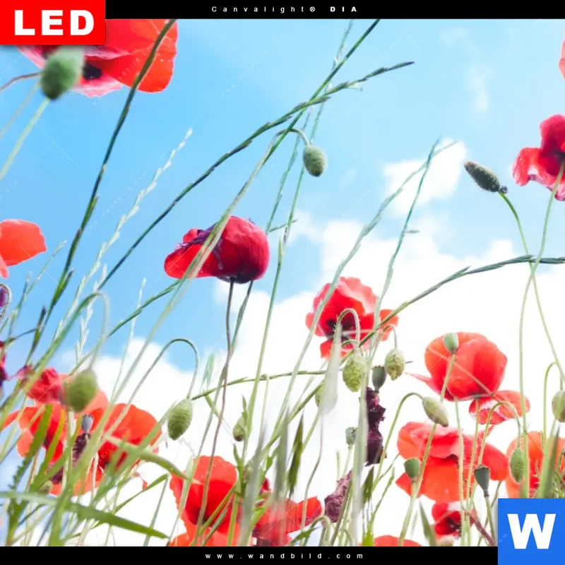 Wechselmotiv Acrylglas Canvalight® DIA | Mohnblüten unter sommerlichem Himmel | Hochformat
