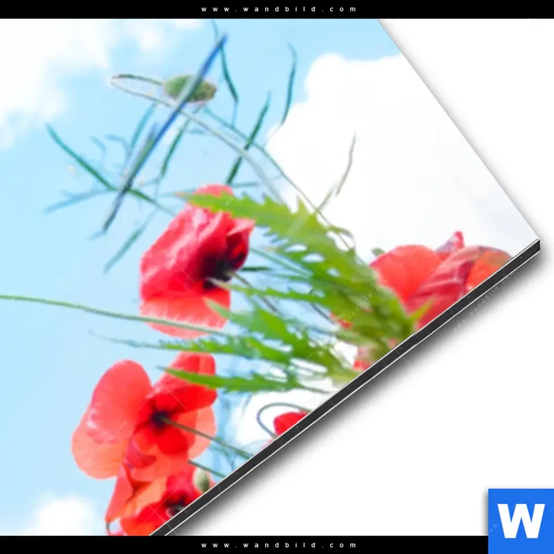 Alu-Dibond Bild | Mohnblüten unter sommerlichem Himmel | Panorama
