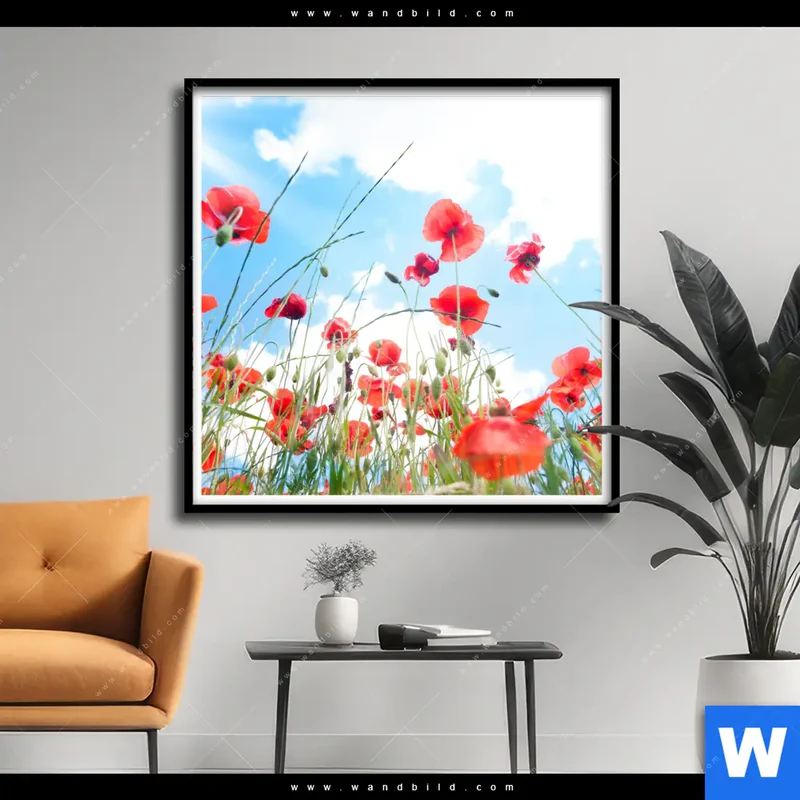 Poster | Mohnblüten unter sommerlichem Himmel | Quadrat
