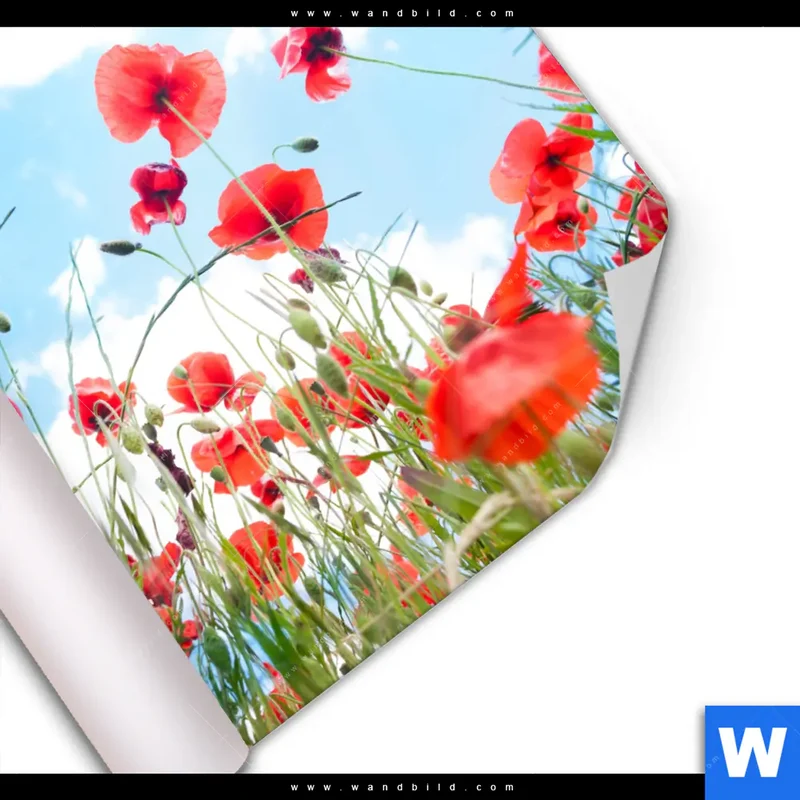 Poster | Mohnblüten unter sommerlichem Himmel | Quadrat