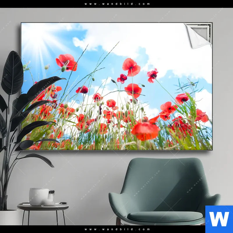 Spannbild | Mohnblüten unter sommerlichem Himmel | Querformat
