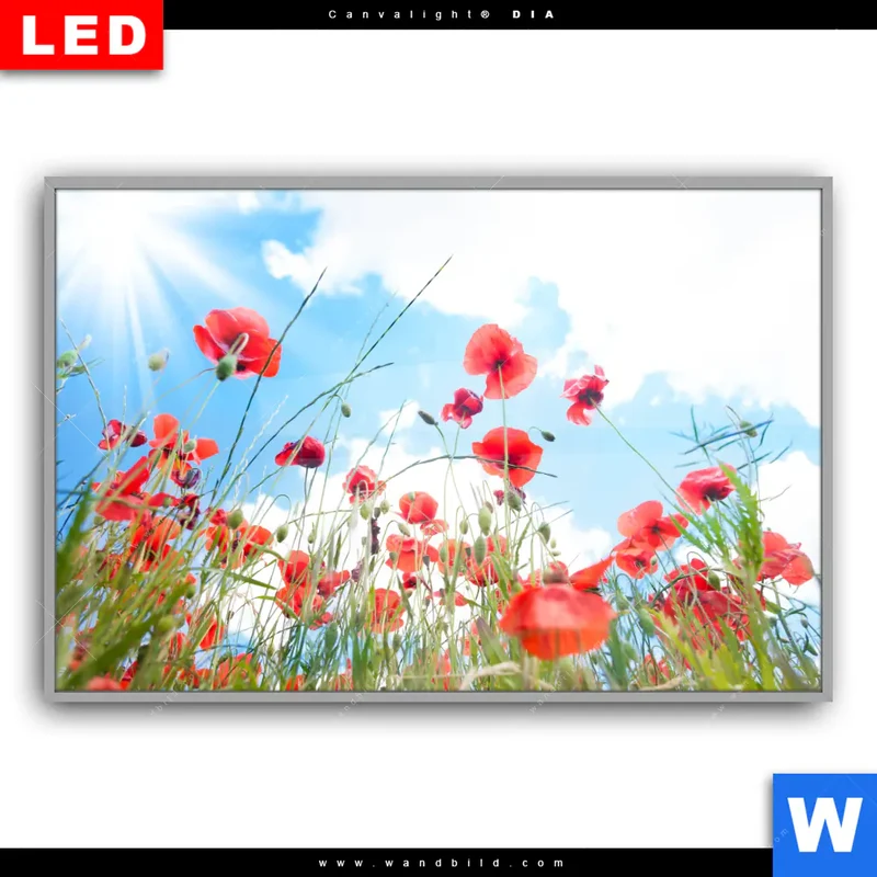 Leuchtbild Acrylglas Canvalight® DIA | Mohnblüten unter sommerlichem Himmel | Querformat