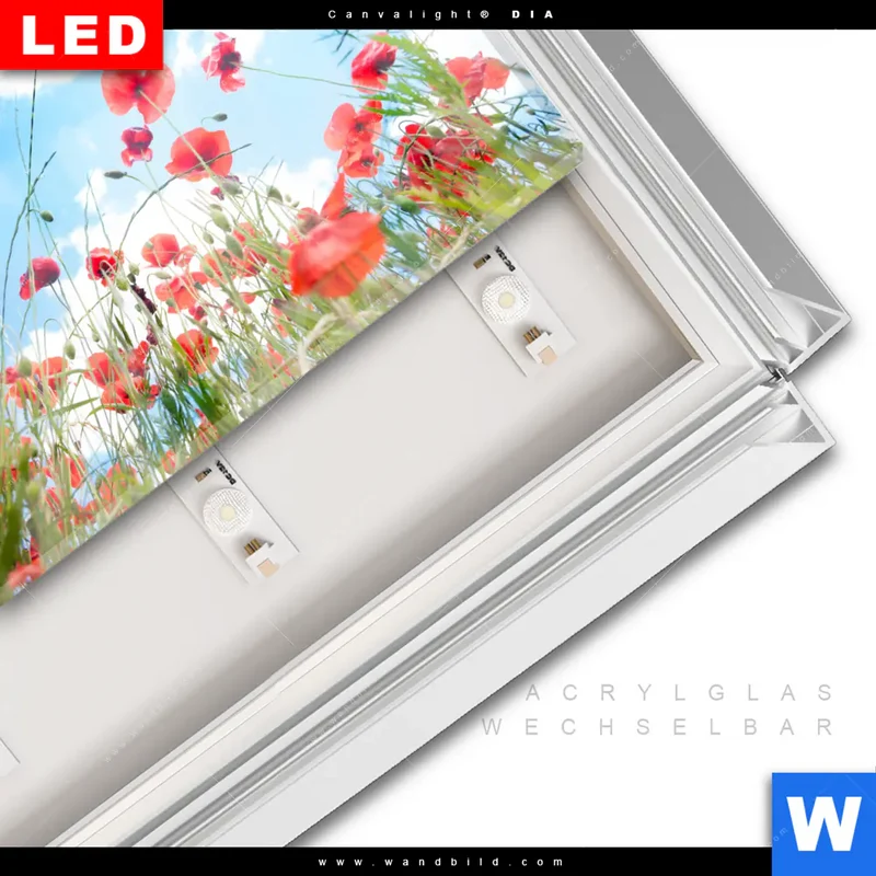 Leuchtbild Acrylglas Canvalight® DIA | Mohnblüten unter sommerlichem Himmel | Querformat