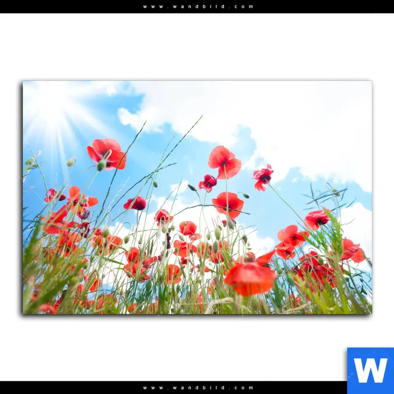 Alu-Dibond Bild | Mohnblüten unter sommerlichem Himmel | Querformat