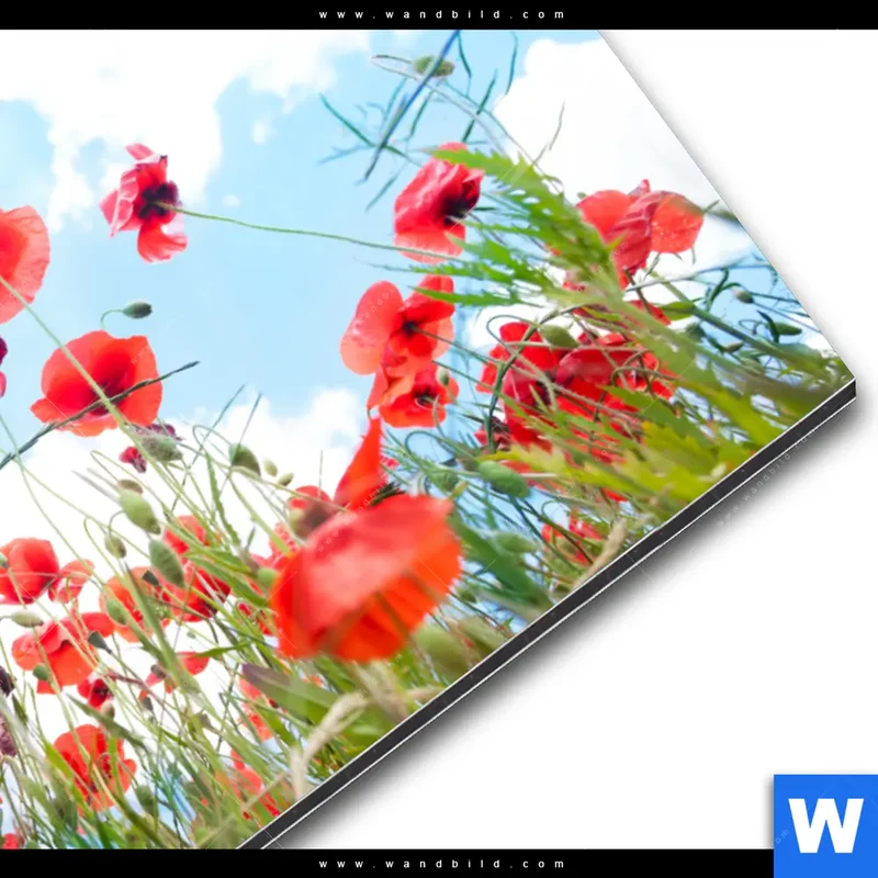 Alu-Dibond Bild | Mohnblüten unter sommerlichem Himmel | Querformat