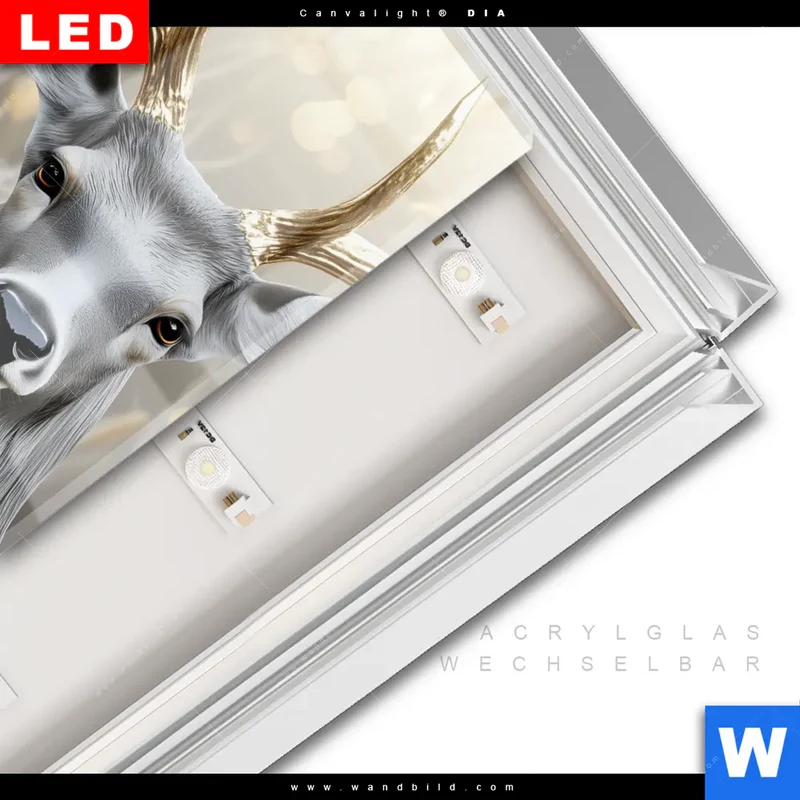 Leuchtbild Acrylglas Canvalight® DIA | Hirsch mit goldenem Geweih | Quadrat