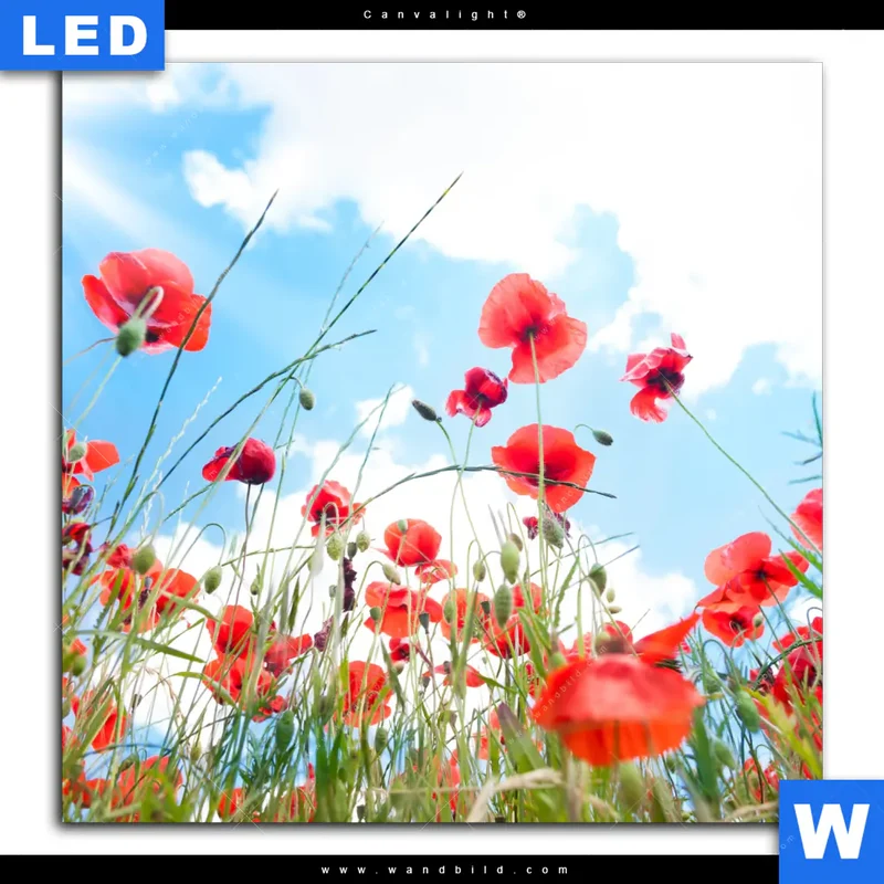 Canvalight® Leuchtbild | Mohnblüten unter sommerlichem Himmel | Quadrat