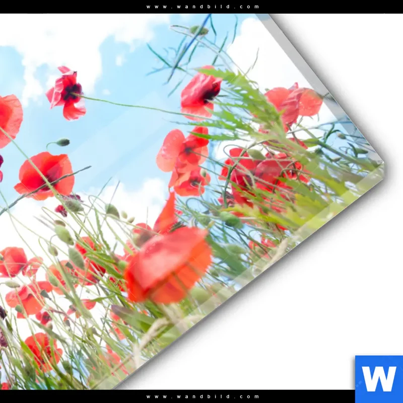 Acrylglasbild | Mohnblüten unter sommerlichem Himmel | Querformat