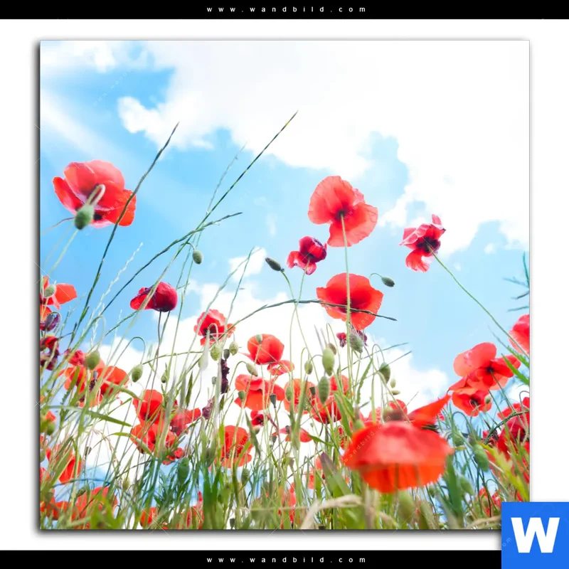 Acrylglasbild | Mohnblüten unter sommerlichem Himmel | Quadrat