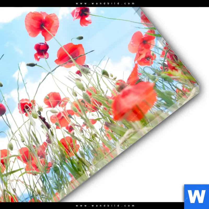 Acrylglasbild | Mohnblüten unter sommerlichem Himmel | Quadrat