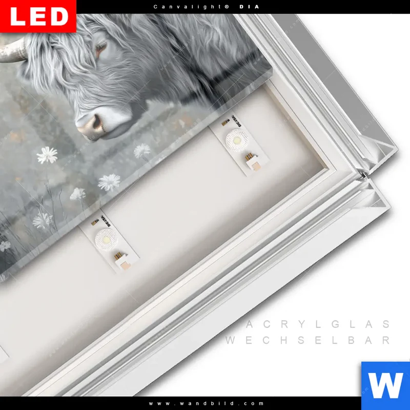 Leuchtbild Acrylglas Canvalight® DIA | Hochlandkuh - Sanfte Stärke | Querformat