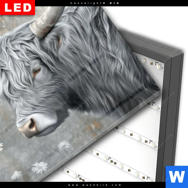Wechselmotiv Acrylglas Canvalight® DIA | Hochlandkuh - Sanfte Stärke | Querformat
