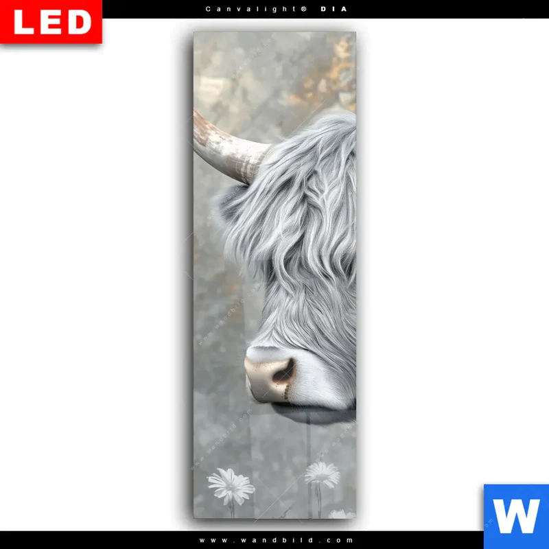 Wechselmotiv Acrylglas Canvalight® DIA | Hochlandkuh - Sanfte Stärke | Schmal