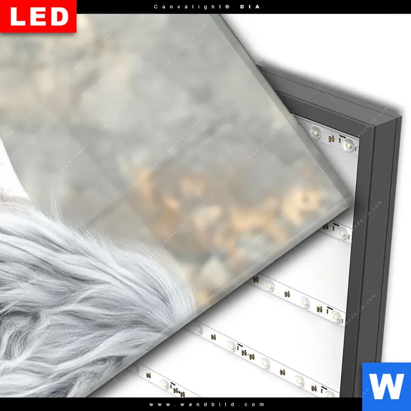 Wechselmotiv Acrylglas Canvalight® DIA | Hochlandkuh - Sanfte Stärke | Schmal