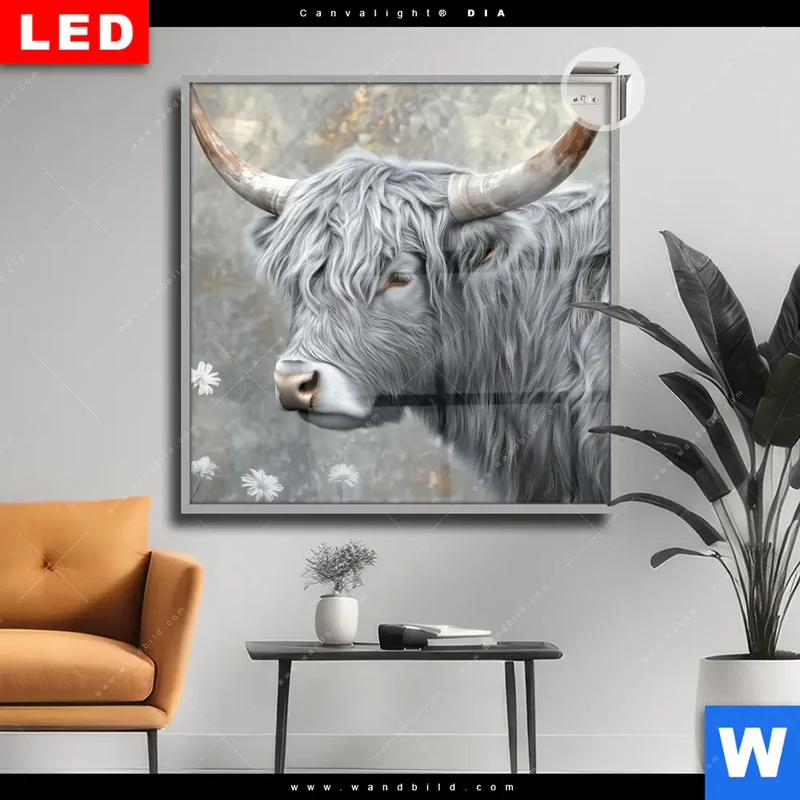 Leuchtbild Acrylglas Canvalight® DIA | Hochlandkuh - Sanfte Stärke | Quadrat